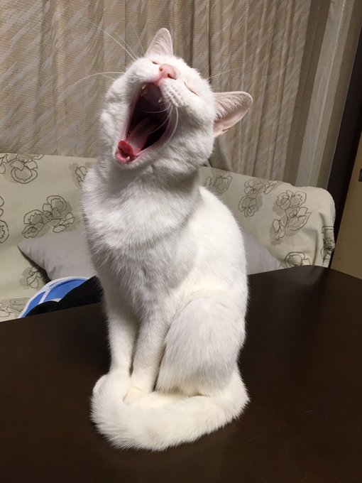 あくび猫のtwitterイラスト検索結果