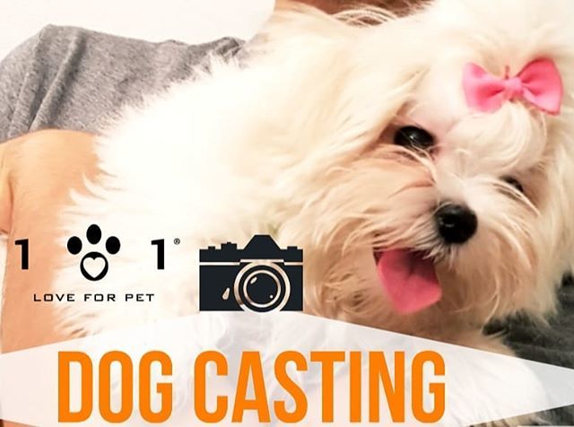Linea_101's tweet image. Iscrivetevi al DogCasting! 6 settembre Bologna info:
3296971667 - info@portamiconte.info 
#dogcasting #eventibologna #linea101loveforpet ift.tt/2MatniI