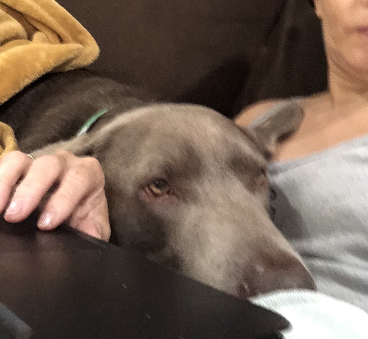 LabTitus's tweet photo. Iz sooo glad you here...Iz just gonna hang out here between you and compooter! #Badcomputer #DogsofTwitter https://t.co/Jq1nwhuBmS