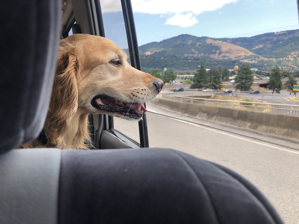 RustyRodas's tweet image. Happy boi loves the wind in his hairs.