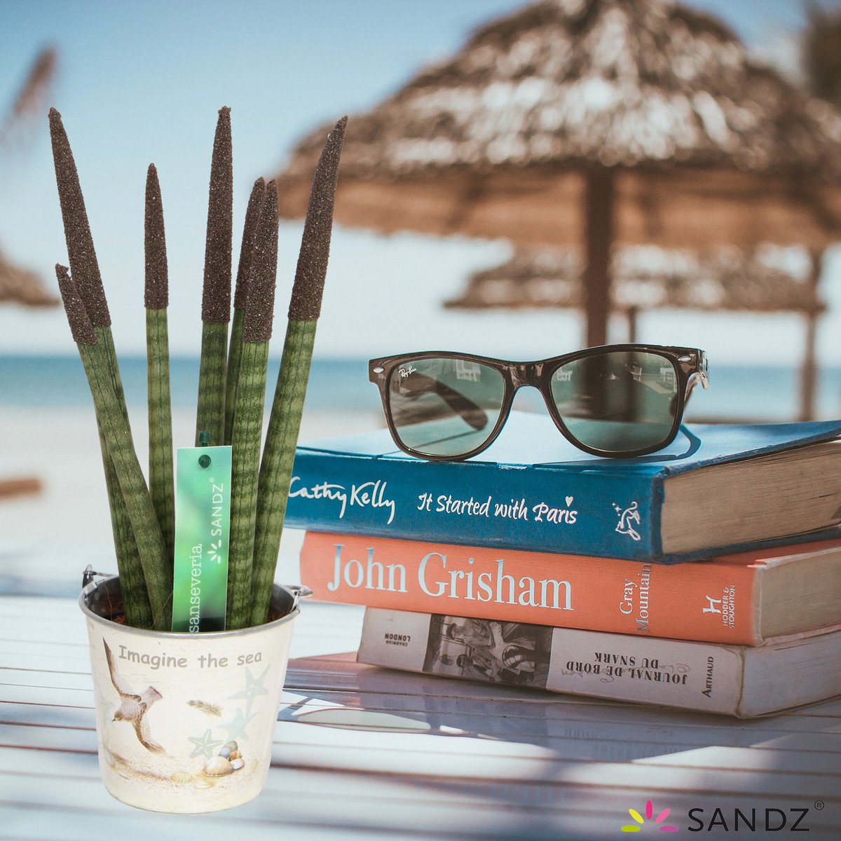 Summer Vibes ☀️🏝️😎

Sansevieria TOP-line  Sandz®
by <a href="/tropicenter/">Van der Arend</a> 

#summer #sansevieria #sandz #tropical #sand #dessertplant #sunglasses #sun #books #holiday