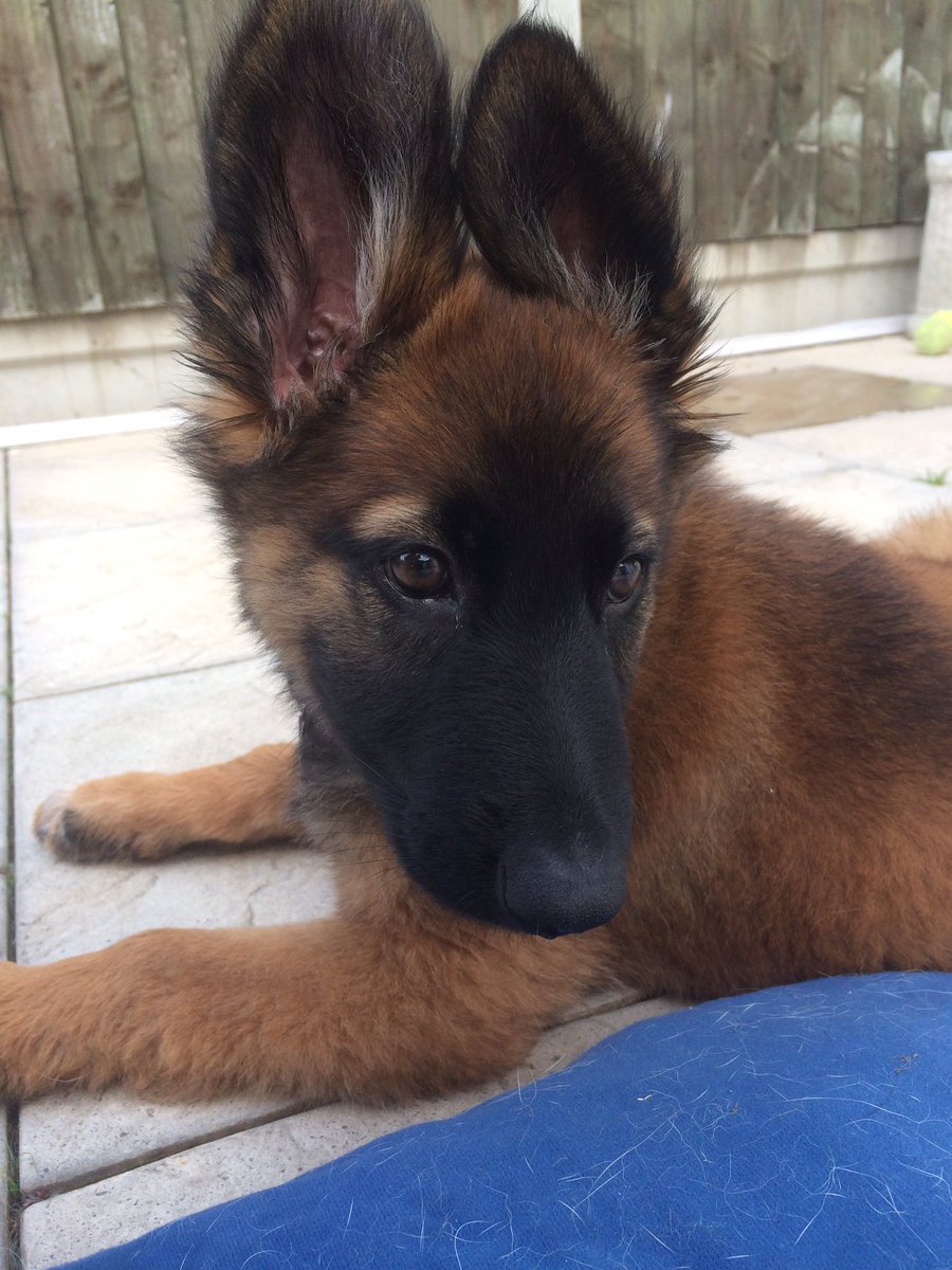 NicNic711's tweet photo. Mmmmm puppy paw ๐ฅฐ #BBHunter #Metpolpup #GSDxMali https://t.co/wwJtowRZiJ