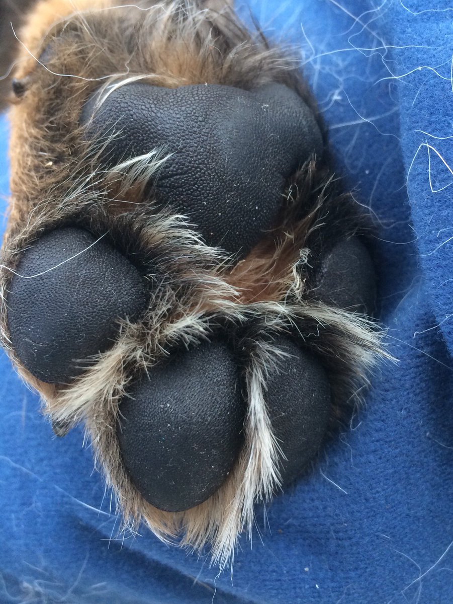 NicNic711's tweet photo. Mmmmm puppy paw ๐ฅฐ #BBHunter #Metpolpup #GSDxMali https://t.co/wwJtowRZiJ