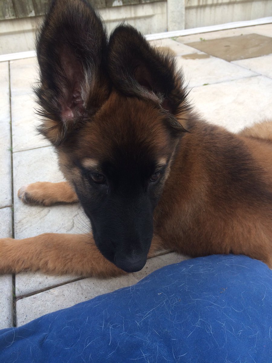 NicNic711's tweet photo. Mmmmm puppy paw ๐ฅฐ #BBHunter #Metpolpup #GSDxMali https://t.co/wwJtowRZiJ