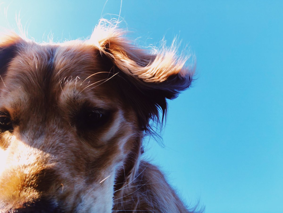 RustyRodas's tweet image. Hello dere.