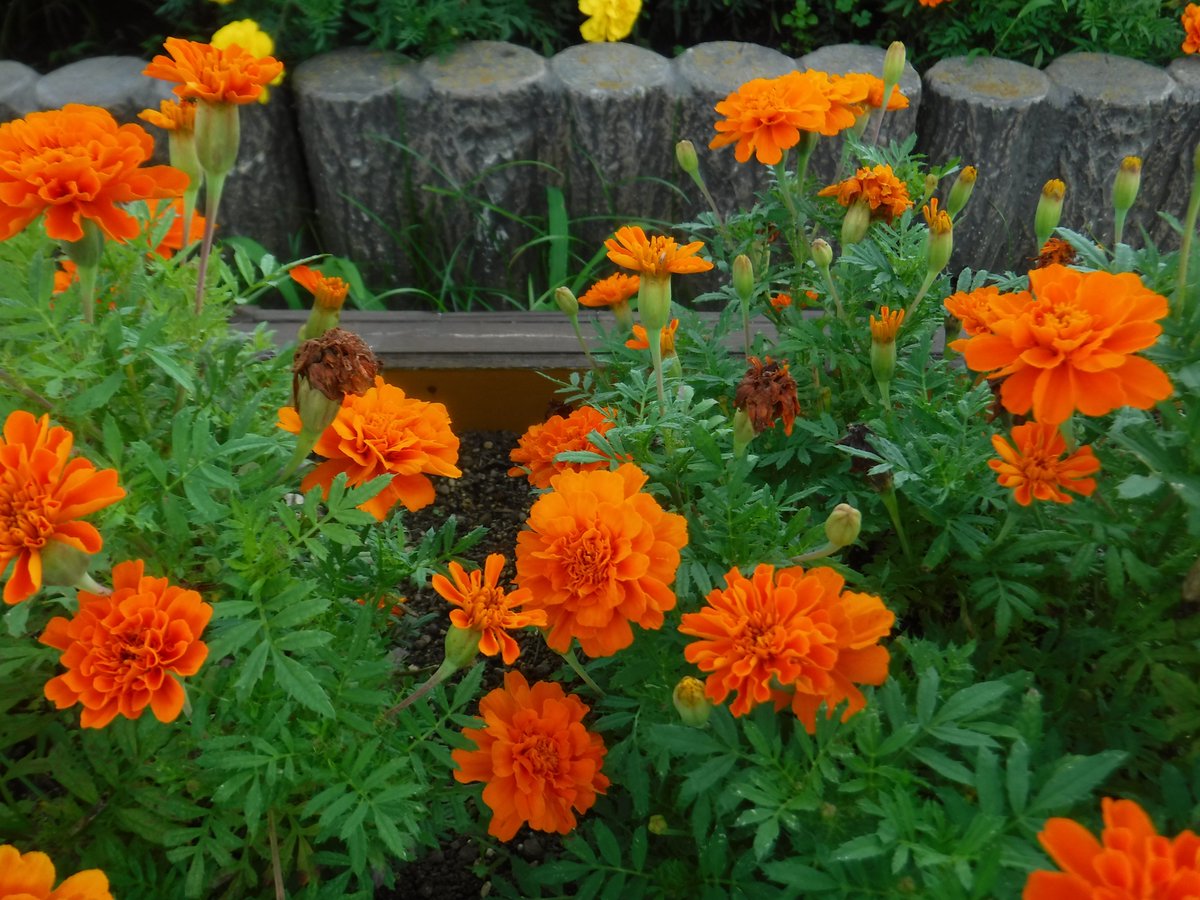 都立篠崎公園 Twitterissa サービスセンター前花壇マリーゴールドの花がら摘みの 前後の写真です 花がらは 咲き終わってしおれた花を指します 花がら摘みは 種ではなく新芽に栄養が回り 花を長く楽しめるよう行います 今日はてんとう虫も遊びに来てくれました