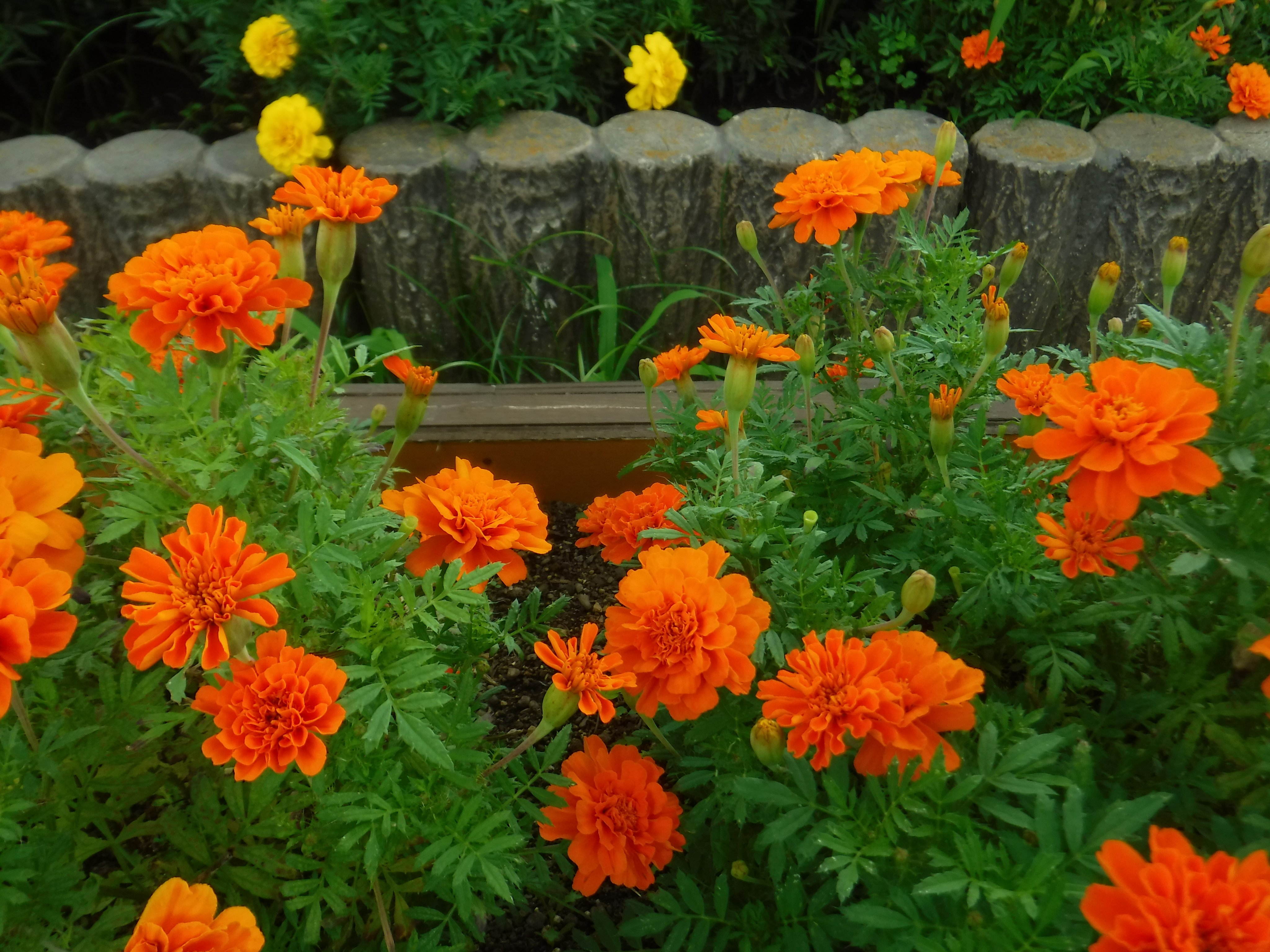 都立篠崎公園 サービスセンター前花壇マリーゴールドの花がら摘みの 前後の写真です 花がらは 咲き終わってしおれた花を指します 花がら摘みは 種ではなく新芽に栄養が回り 花を長く楽しめるよう行います 今日はてんとう虫も遊びに来てくれました
