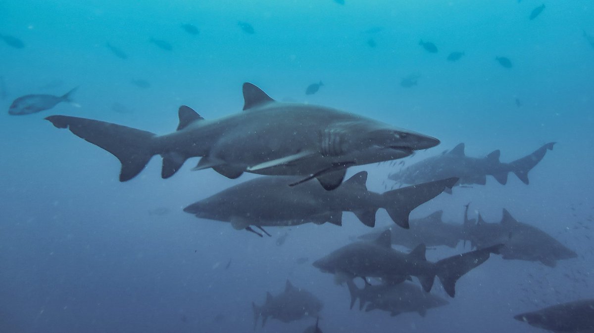 reef_scientist's tweet photo. Day40: Critically endangered #SandTigers (#GreyNurseSharks to us Queenslanders) were the worlds first protected #shark. Historically demonized for their large & toothy appearance, there are ~1000 of these slow moving gentle giants left on Australia's east coast #100days100species https://t.co/EZzSI0Zfv6