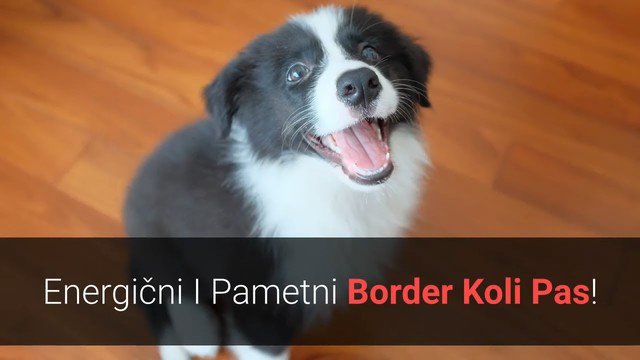 2j2k border collies