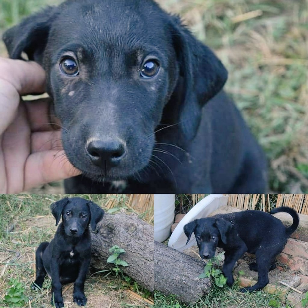 unjazasanje23's tweet photo. Naišla sam na tužnu priču ovog mališe.
Dača je bebac koji je pronadjen pored mrtvog odraslog psa, plaši se ljudi i tužan je jako. Sklonjen je sa ulice, nije najsrećnije rešenje pronadjeno, ali bilo je jedino. 
Molim vas delite da probamo Dači da pronadjemo srećan dom 
@LPokret https://t.co/xZzIVg6mxJ