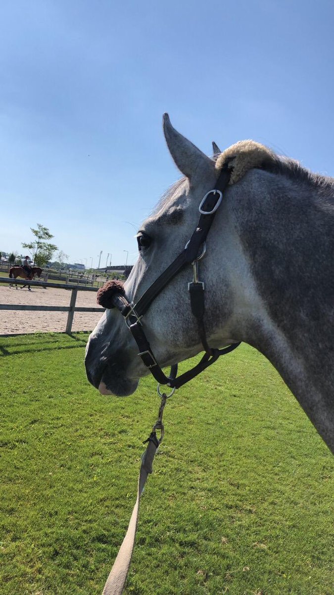 GeodeColigny's tweet image. On profite de la fraîcheur matinale avec #BillClinton 💦 @xbionicsphere