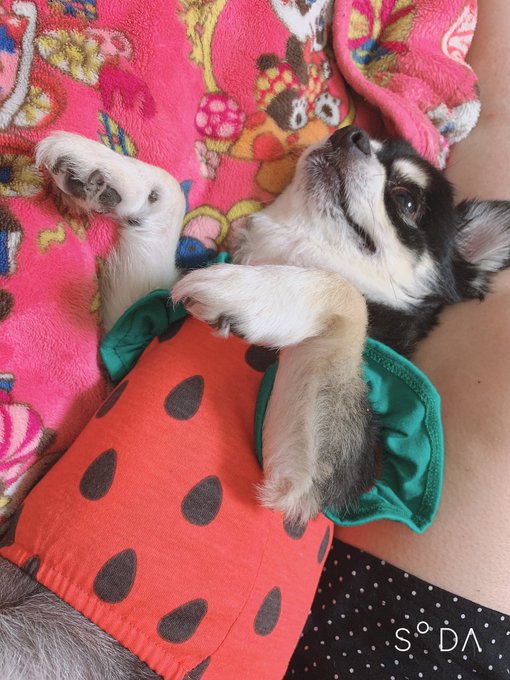 ダイソー 犬の服のサイズの目安は スイカ柄やレインコートも ふむふむ めも