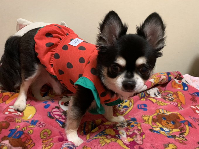 ダイソー 犬の服のサイズの目安は スイカ柄やレインコートも ふむふむ めも