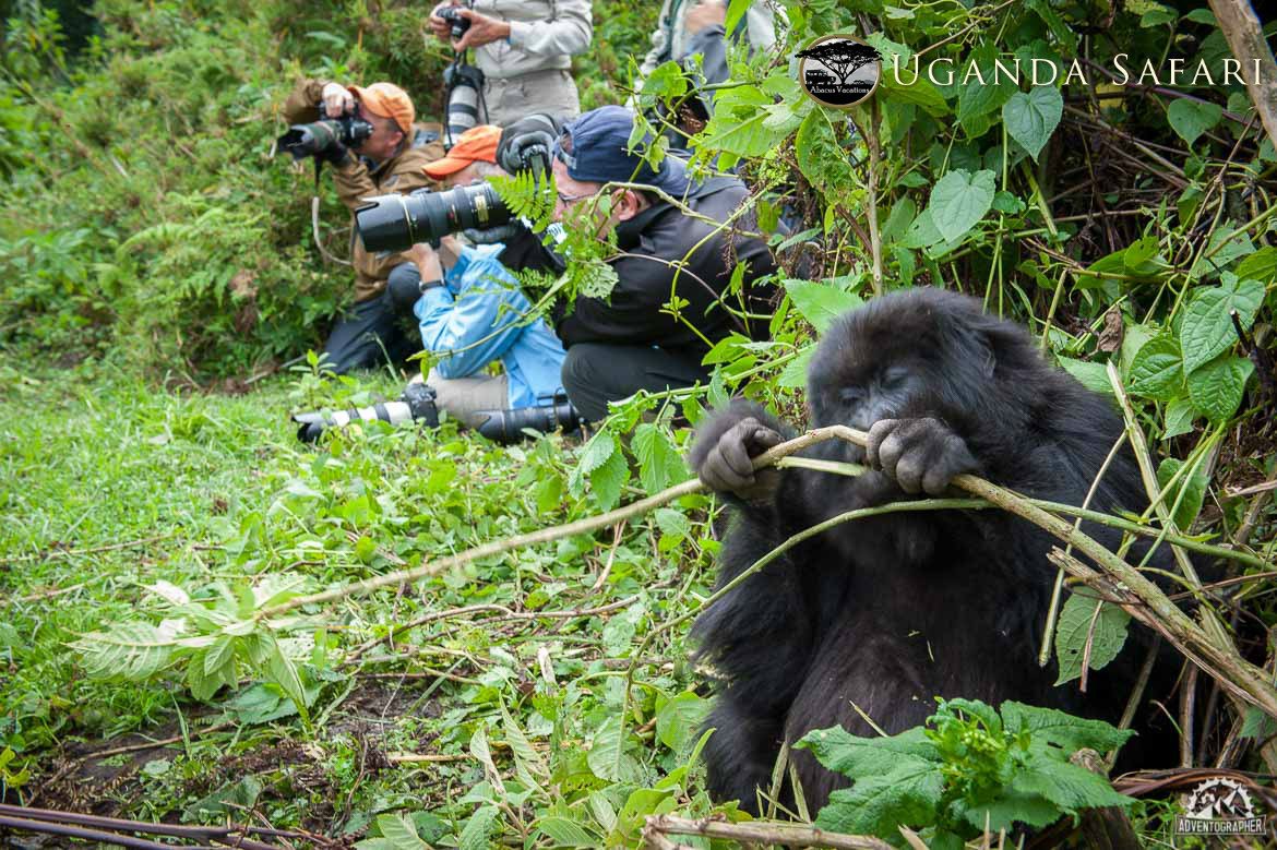 abacusvacation's tweet photo. Gorillas are habituated to meet humans and they are friendly in nature. 

Sometimes gorillas get curious and come near to you. The best thing is to stand freeze and keep your eyes down. 

#UgandaSafari #UgandaDestination #UgandaSafariDestination #RwandaSafari https://t.co/yeeL7ZG3wU