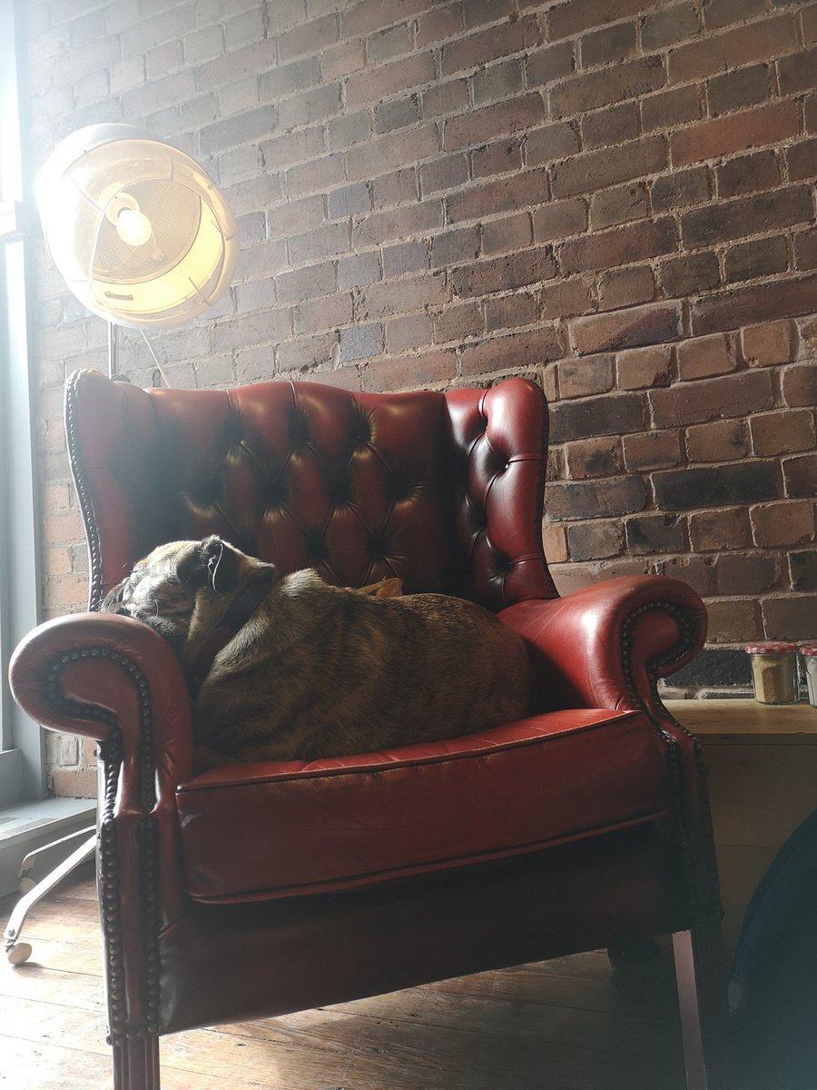 A bit of early morning sun bathing 😎
#no5coffeehouse #shifnal #local #albert #Pug #britishbulldog