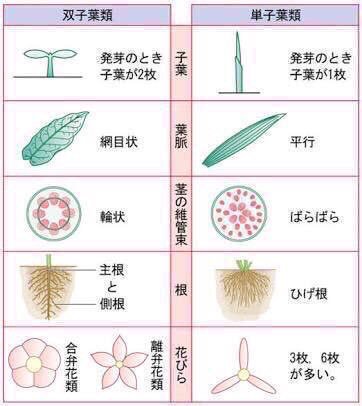 中１理科 Twitter Search Twitter