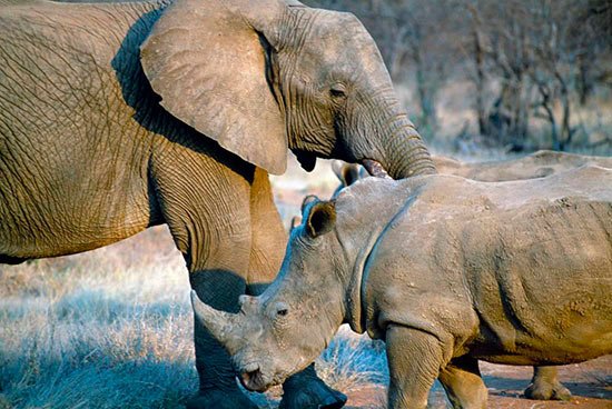 Miles de personas responden a una encuesta sobre qué #animal animal salvarían y la mayoría coinciden bit.ly/2JZC9xp