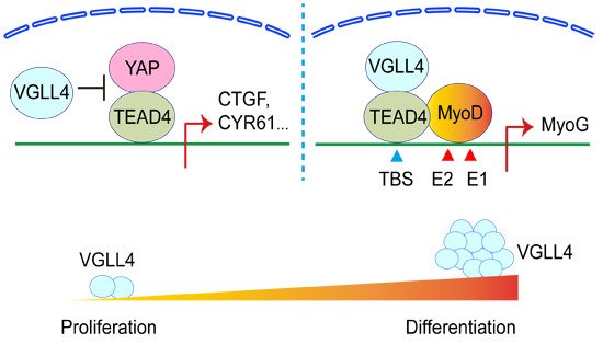 embojournal's tweet photo. #Transcriptional coregulator #VGLL4 switches from #repressor to #activator of TEAD4-mediated transcription over during muscle regeneration, former role depending on #YAP but latter directly on #TEAD4 and #MyoD
https://t.co/cPrhWMFcb3 https://t.co/BAtTdNn4wv