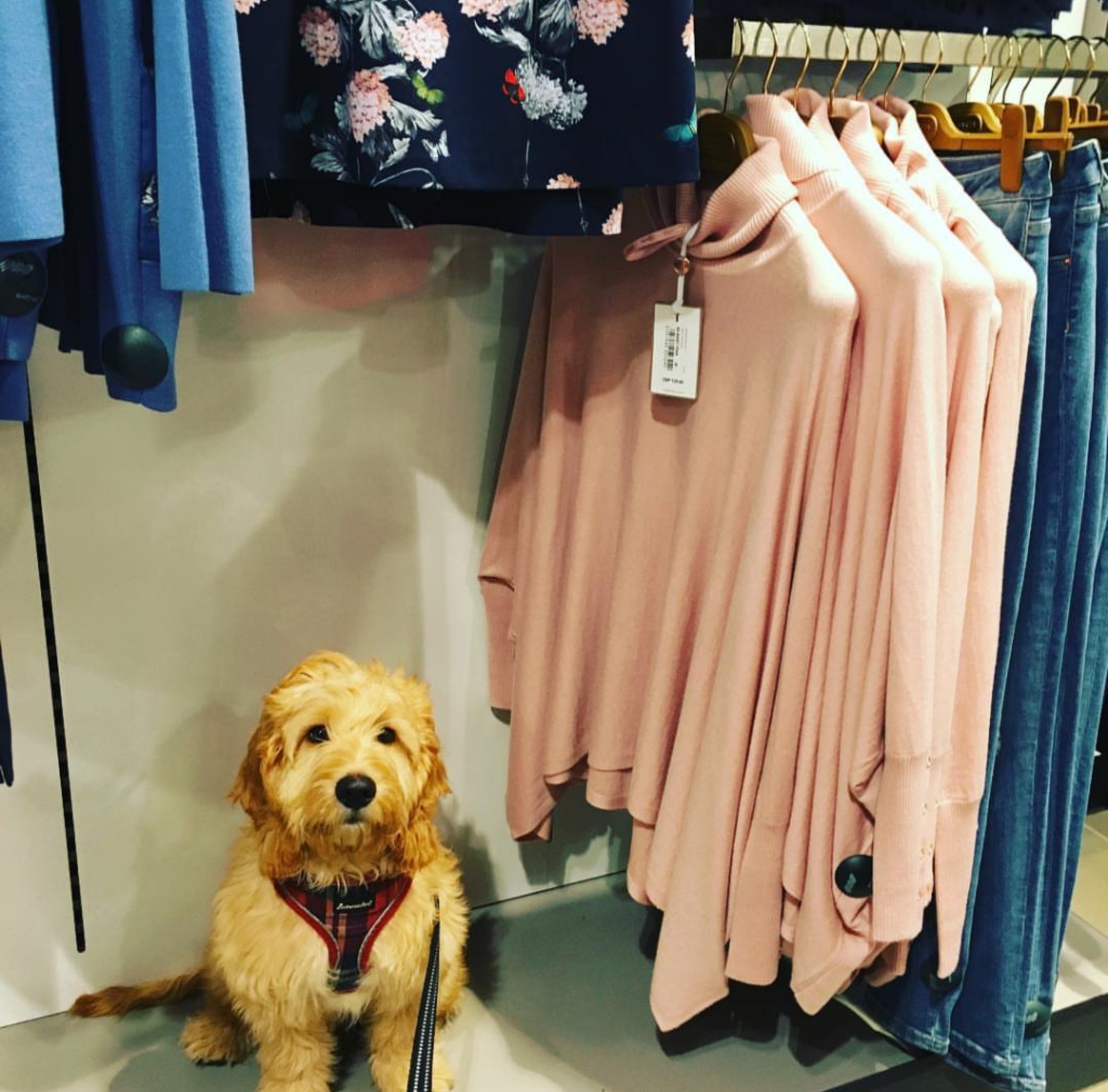 Do John Lewis Allow Dogs