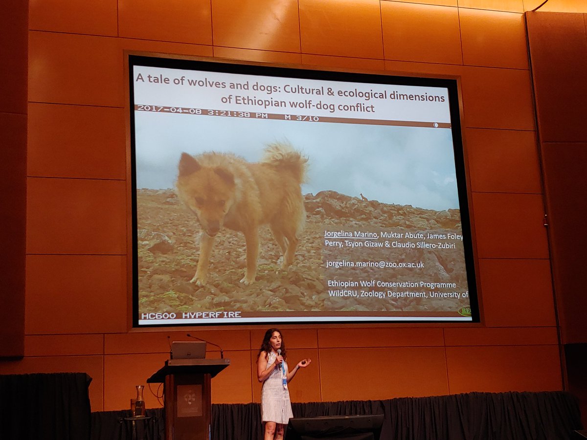Jorgelina Marino speaking on the impacts of domestic dogs on #EthiopianWolves. Dogs don't have to be 'feral' to be devastating to wildlife populations.