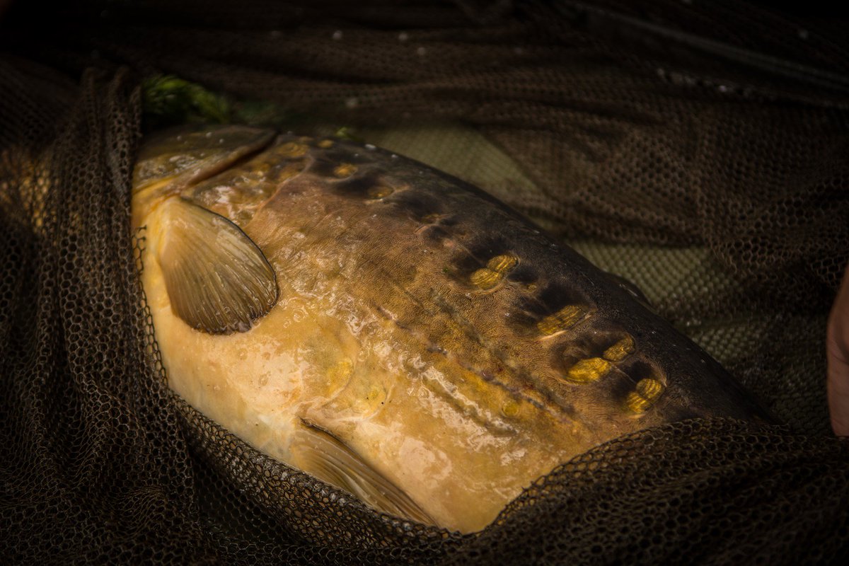 It’s hump day so here’s something to keep you going for the rest of the week

#carpfishing #beholdthebeauty #teamwychwood #humpday