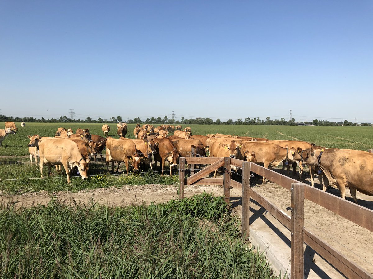 bertnederveen's tweet image. Mooi dat familie van der Vis erin slaagt om #robotmelken te combineren met #weidegang, mede dankzij nieuwe koeienoversteekplaats. Het kan dus wel! Met prachtige Jersey koeien.