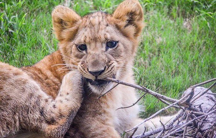 GossipRoomOff's tweet photo. Voici Bahati, le petit lionceau qui a servi de modèle pour Simba, dans le film en live-action de Disney, "Le Roi Lion" 🦁💛 https://t.co/mdyXDaG4AF