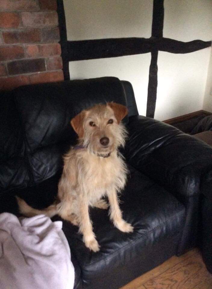 Please help us one of our rehomed dogs went missing yesterday .
Very nervous you won't be able to catch her . registered on dog lost as well 
Pm us if  you see her 
#evesham