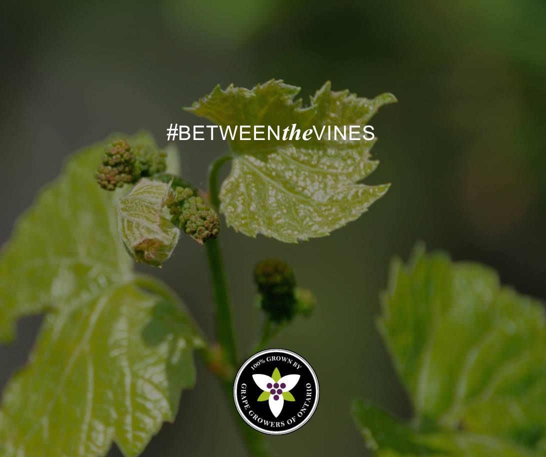 grapegrowersont's tweet photo. We hope you had as fun a weekend as we did at #KICKTHEDIRT! And now that it’s over, we want to see your #i4C19 weekend pictures! Tag us and add the hashtag #BetweenTheVines to your pictures, tweets and posts! https://t.co/mAtjGxYHvX