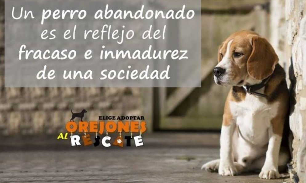 #OrejonesAlRescate tweet media