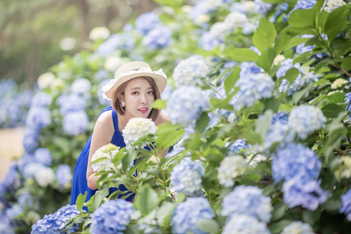 Lady_KlaRe's tweet photo. 수국이 수국수국~.~ #거제도수국 https://t.co/Ha5g6Gylzn