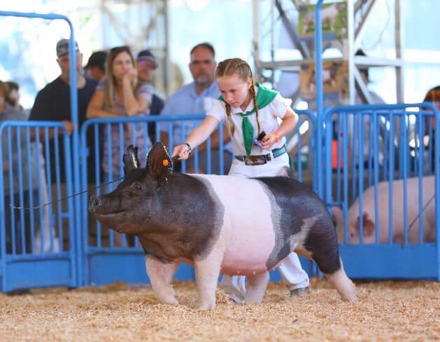 WinMorFarms's tweet photo. Fall Litter Preview!!!
Dam of the CA State Fair Res Champion Gilt!!
Visionary X (Triple X x Double Cross)
Bred to: No Smoke (Thomas Showpigs)
Due: Aug. 3
#WinMor https://t.co/62U69rGX0K