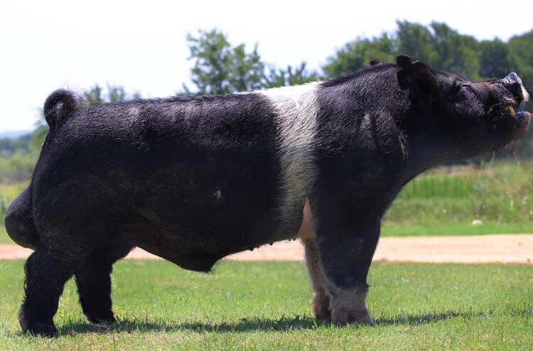 WinMorFarms's tweet photo. Fall Litter Preview!!!
Dam of the CA State Fair Res Champion Gilt!!
Visionary X (Triple X x Double Cross)
Bred to: No Smoke (Thomas Showpigs)
Due: Aug. 3
#WinMor https://t.co/62U69rGX0K