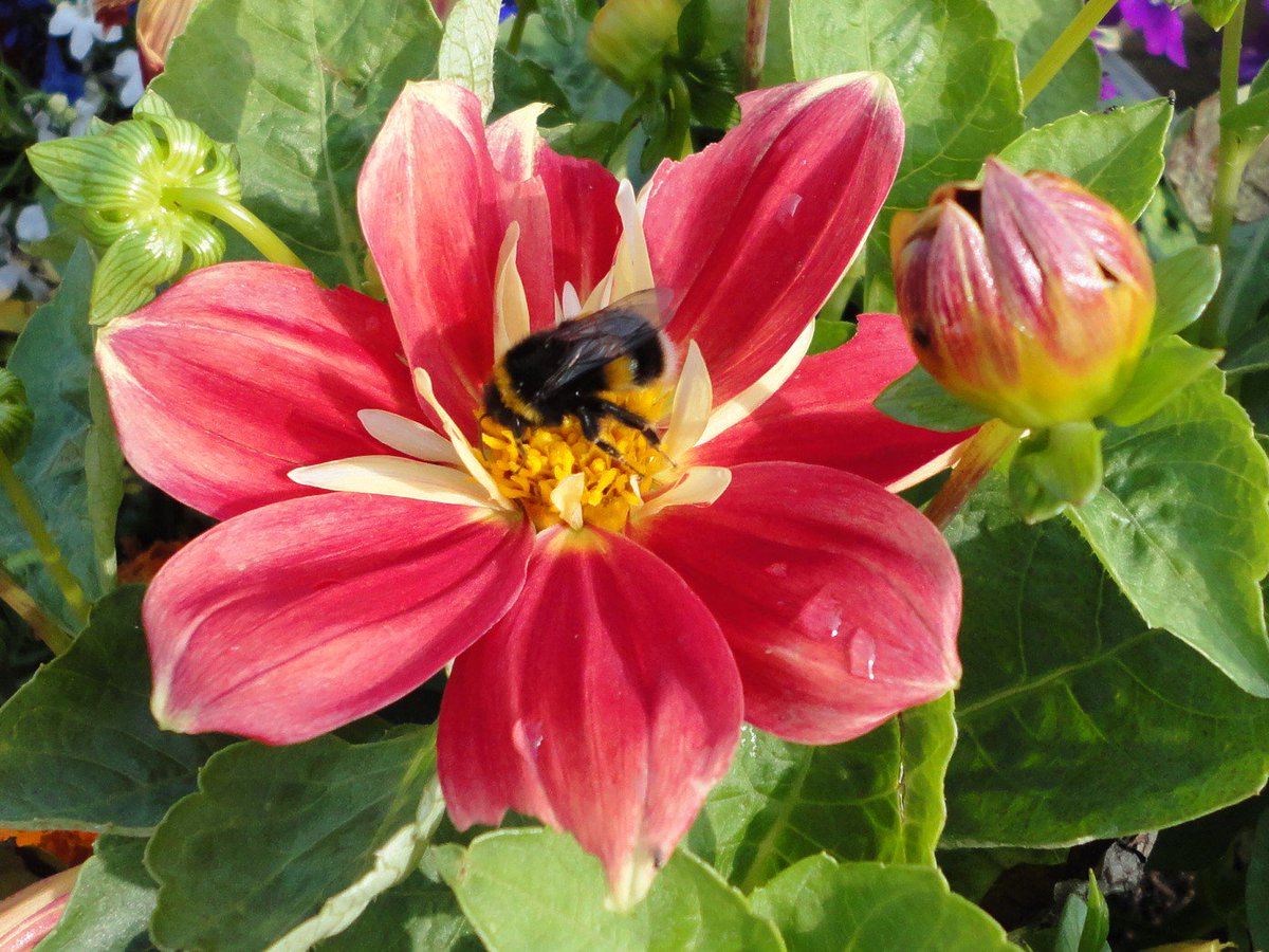 Doncaster in Bloom tweet media