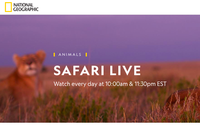 Had never heard of Wild Safari Live until @kwilkinstchr mentioned it in her #TWTCon2019 session🦁🐯🦍🦒🦓🦏🐘 I can't wait to use it with my students next year!
#empoweredlearner #globalcollaborator