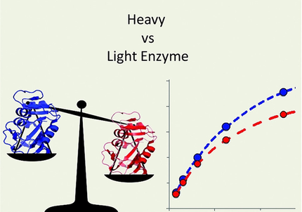 ChemBioChem's tweet photo. Heavy (#isotopically labelled) enzymes and the rational redesign of protein catalysts (Allemann @ChemistryCU) #enzymeengineering #isotopeeffects https://t.co/aOElYAFhVI https://t.co/I4WzM0Rm7N