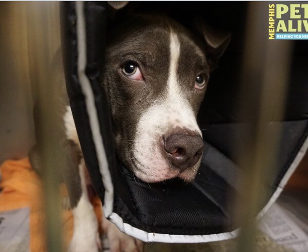 reddogsusie's tweet photo. #TN #MEMPHIS
๐๐CODE RED Dean 10mo #puppy Hw- TOTALLY DEFEATED & IGNORED after being found abandoned๐This youngster would blossom with a kind family but heโs giving up hope! Pls #ADOPT #PLEDGE #FOSTER #RESCUE #A315867 HELP๐
https://t.co/ps8DPzY11B https://t.co/LC9BHfclZh