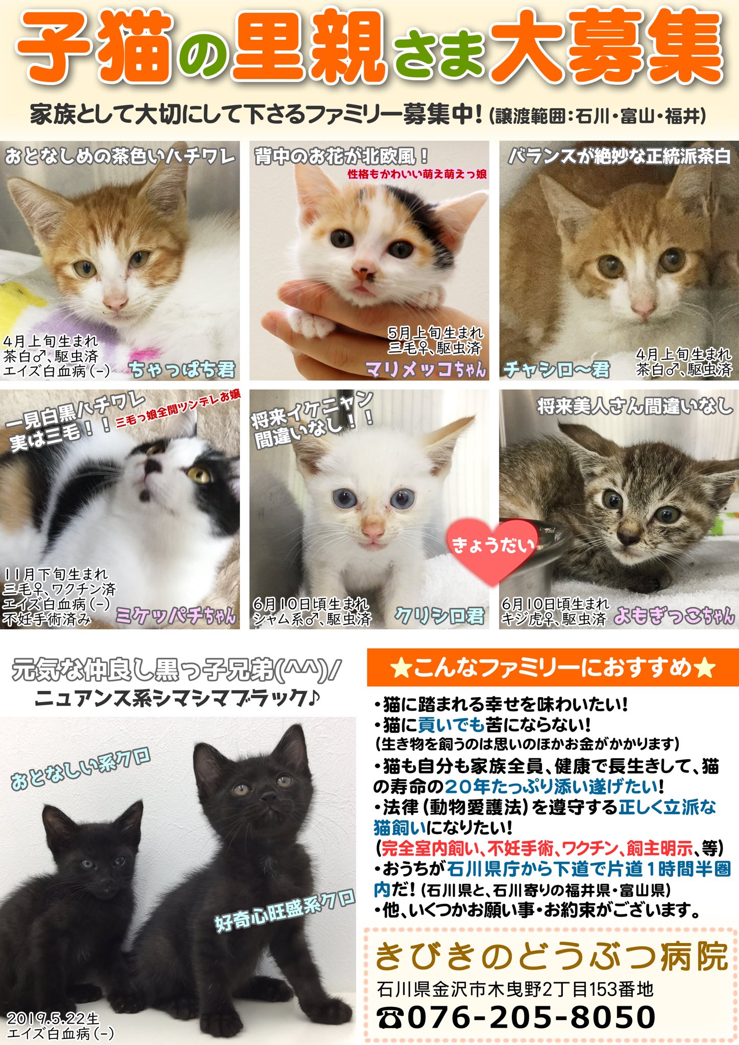 びーにゃんくらぶ フサb シェア 拡散お願い致します 金沢市木曳野の きびきのどうぶつ病院 さんで 里親 募集されている子猫たちです 可愛い子ばかりですよ ピピッと来た方 きびきのどうぶつ病院さんにお問い合わせくださいね
