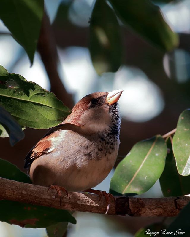 PhotoSingle's tweet image. Pardal / Sparrow
.
.
.
#passarinhos #nature #fotos #canon #photography #photo 
#bird #observaves #birdwatching  #birdlover
#brasilia #brasil ift.tt/2ZaBUpF