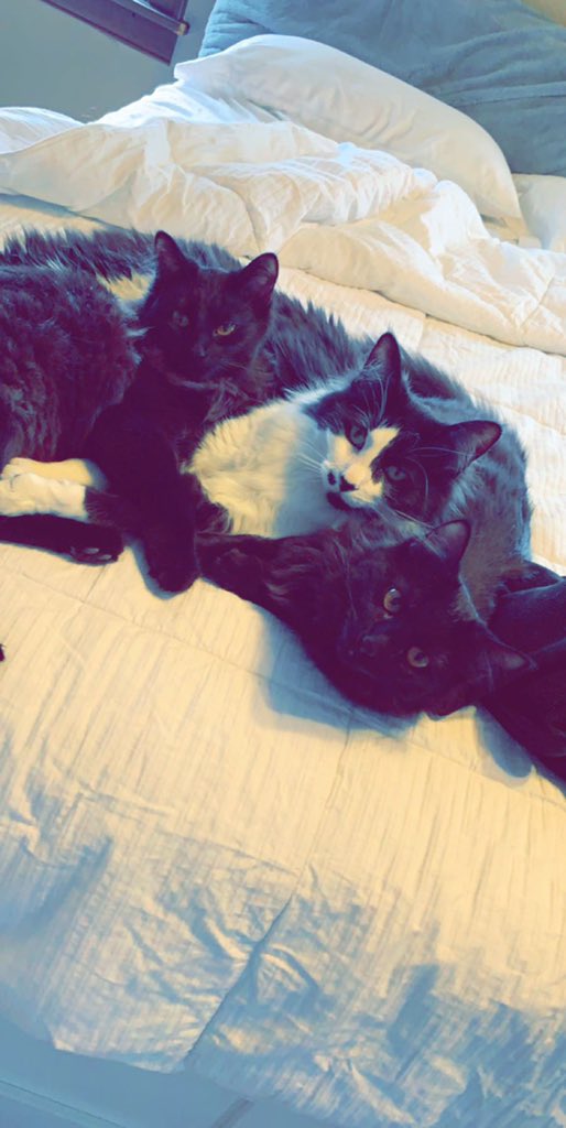 doubleHAN16's tweet photo. @hiitaylorlynn It’s a science &amp; we have the same cats https://t.co/OYfZn3zv54