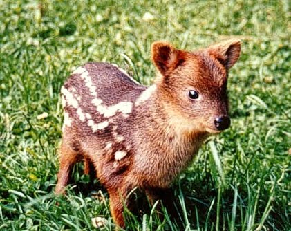 ALLYOUNEEDISNA1's tweet photo. #infoambiente 💚🌎🦌

El Pudu mephistophiles es uno de los cérvidos más pequeños del mundo. Habita en las altas y frías estepas de los páramos y punas andinas del centro oeste de Sudamérica. 🌎🦌

#allyouneedisnature
#naturaleza
#fauna
#parquenacionalpodocarpus💚💚💚🐗🐒🐆🐆🐯🐻 https://t.co/ZVOgZu50OD