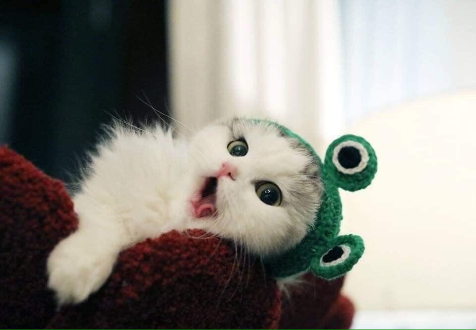 Y¹║RÂY🐱 | อีเหี้ยเครียด tweet media