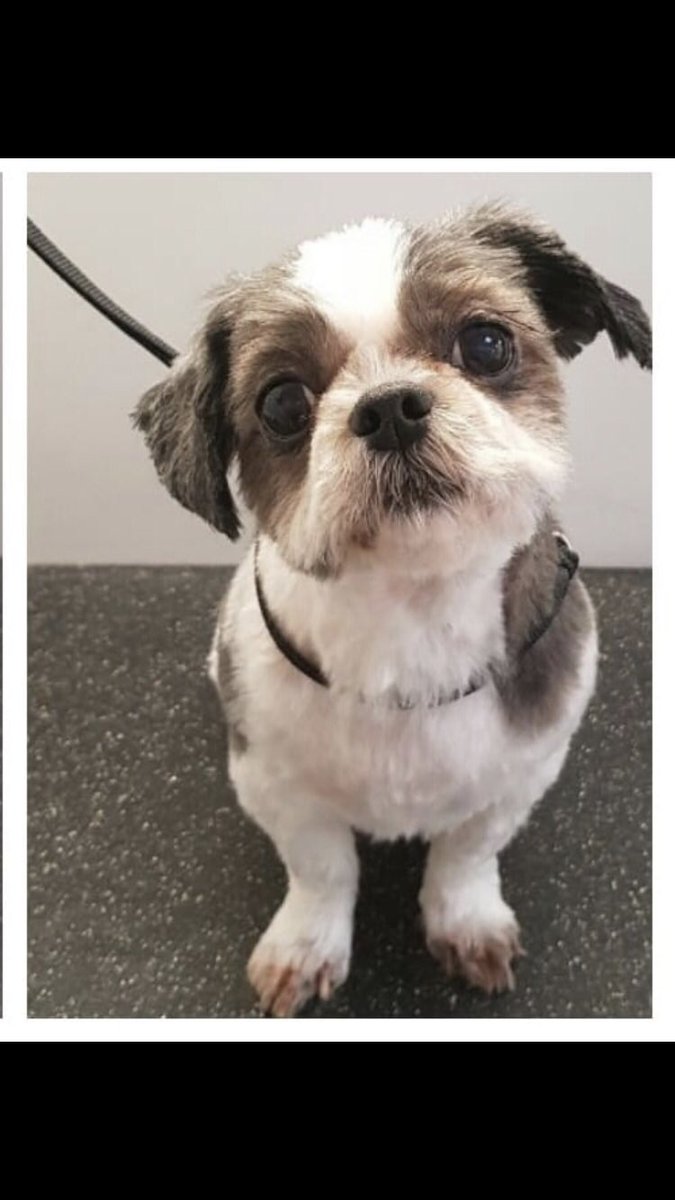 mindoverclutter's tweet image. LOST DOG! Barrington, Cambridgeshire. Escaped after storm, approx 5am 24/7/19 Much loved old girl. Please share! #LostDog #BarringtonCambridgeshire #Cambridgeshire