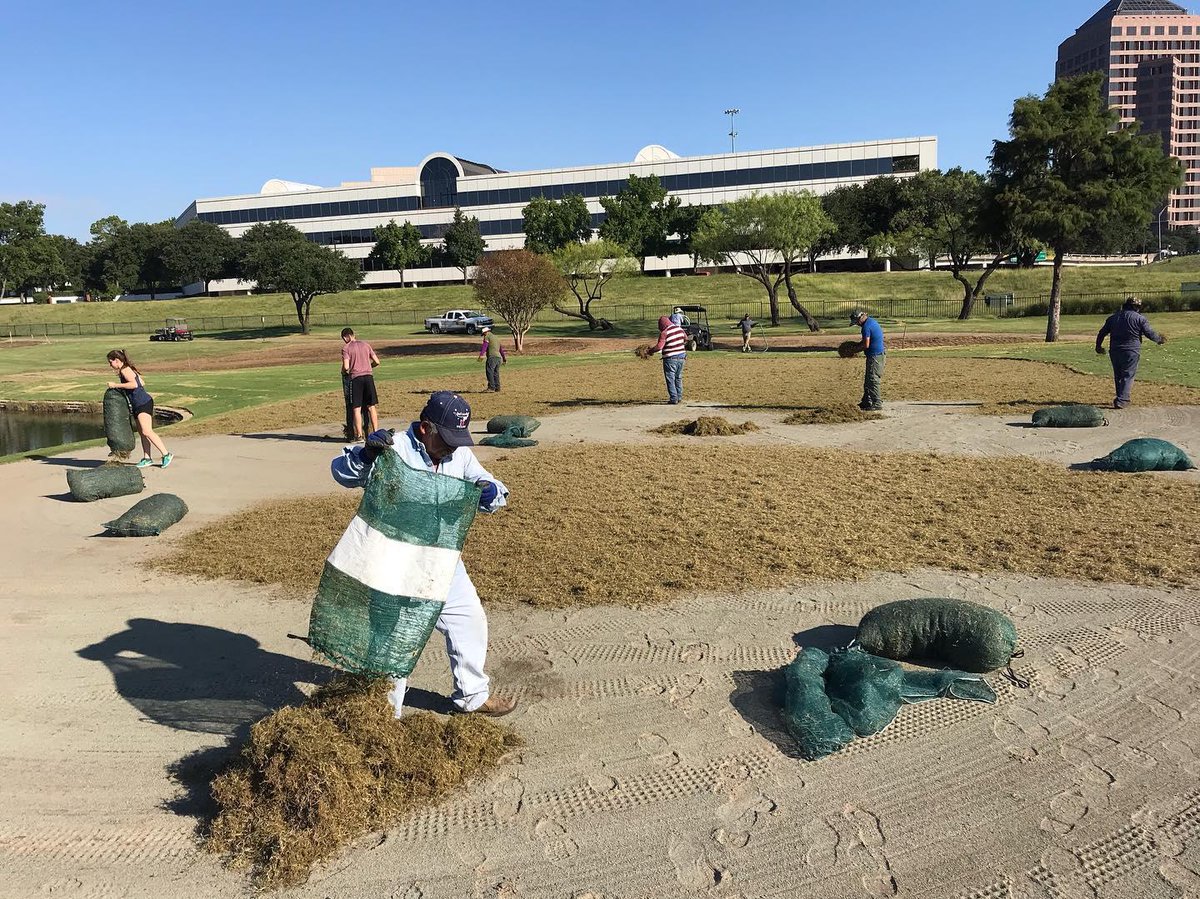 Sprigging the 4th green at Las Colinas CC near Dallas.  Turn up the heat....and water!
