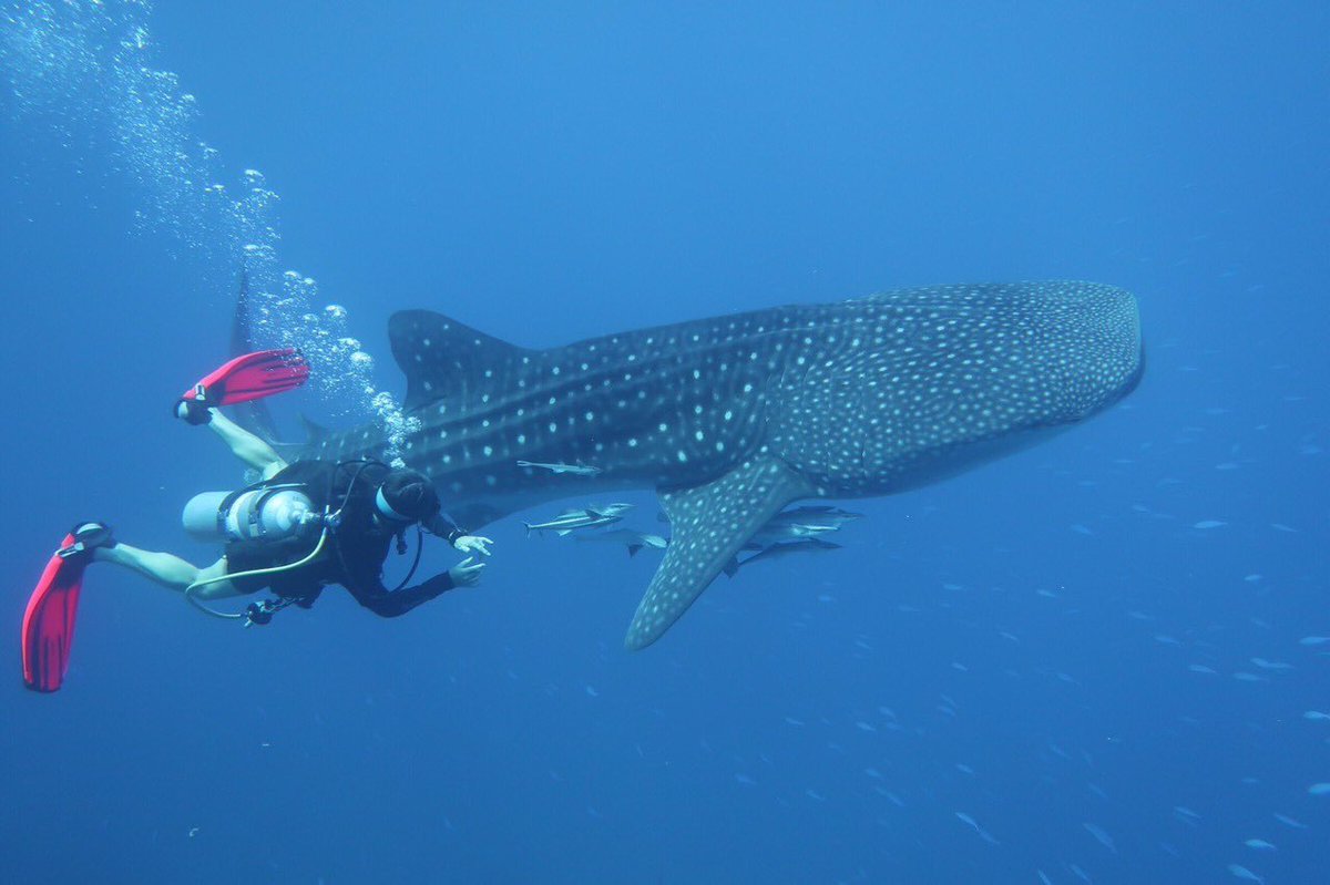 circle_divers's tweet photo. #RasMohammed is the place to be!
Today our lucky #divers not only saw this beautiful #whaleshark during their #thirddive at #JackfishAlley but also this sleeping #reefshark 🦈😍 Never skip the third dive!!
Thank you for the photos, Nicole 😘

#diving #RedSea #SharmelSheikh #Egypt https://t.co/vaL4AadFEo
