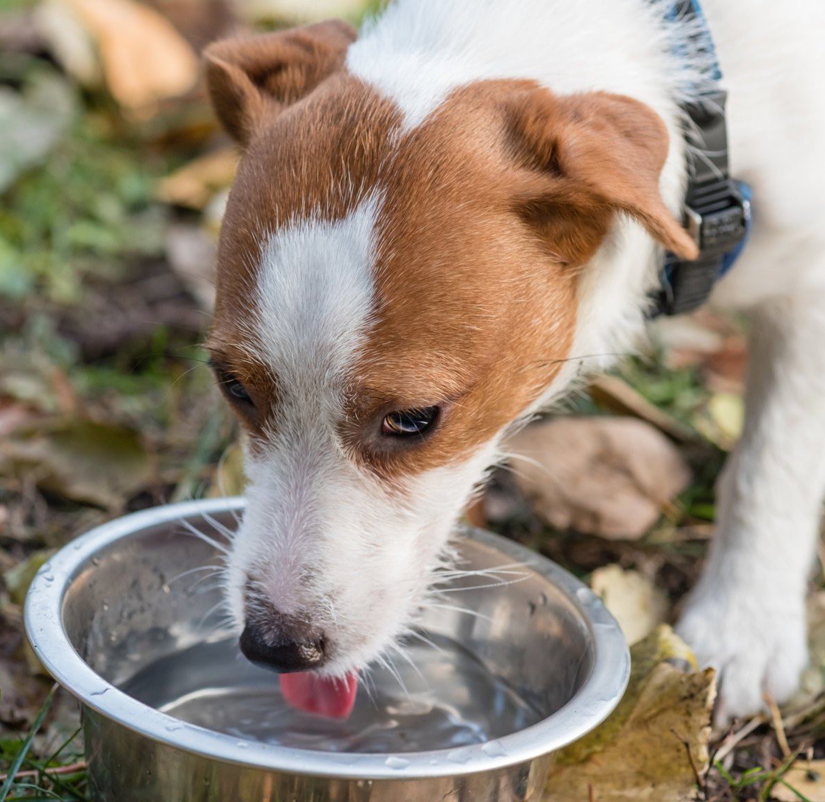 goodnessgrvy's tweet photo. 6 tips for keeping your pet safe during a heat wave https://t.co/STV9w1SsC2 #goodnessgravy #dogwater #dogs https://t.co/jm2eLUor0g
