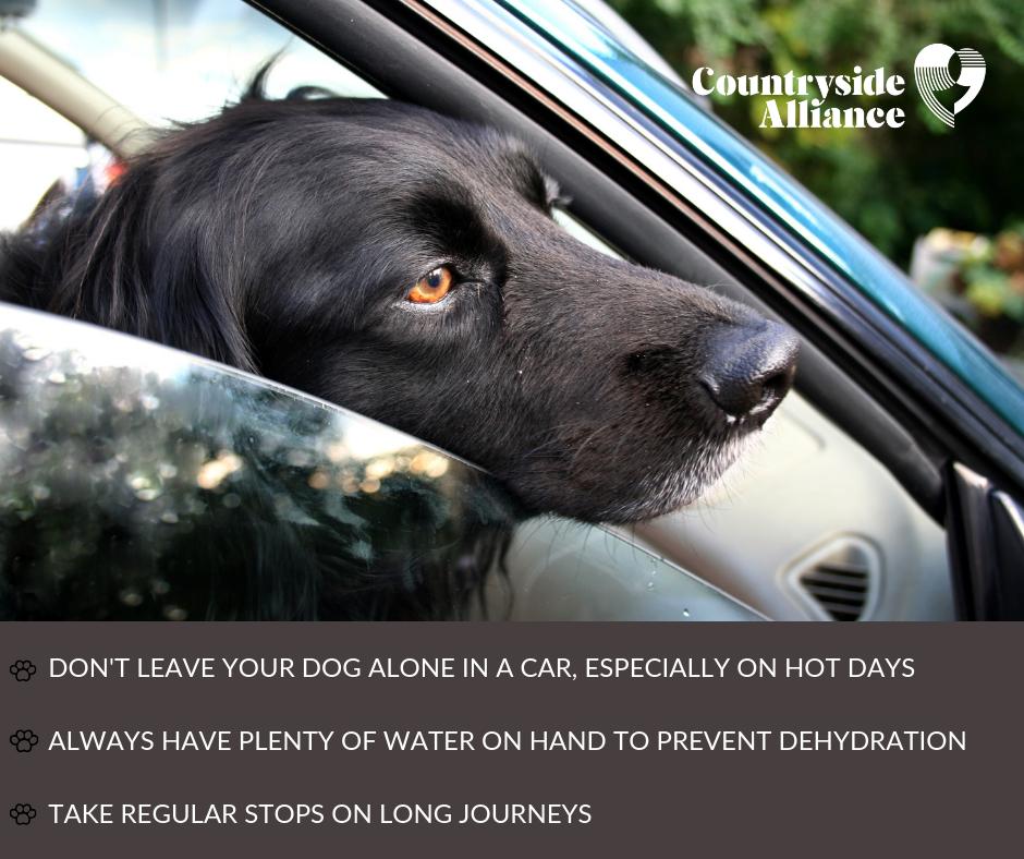 It sounds obvious, but there have been several sad reports about dogs dying after being locked in cars during this intense heat. Please share this important reminder!