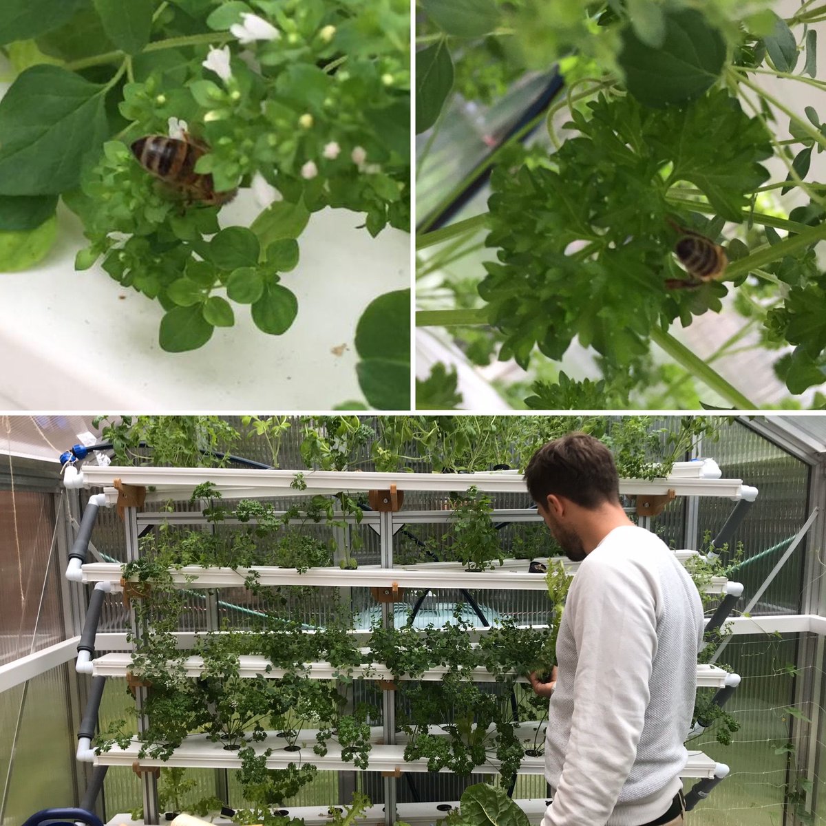 SDG_PH's tweet photo. Die einen haben Resident DJ’s, wir haben eine Resident Biene! 🐝 Sie summt, bestäubt Kräuter und füllt sich rund um wohl.

Das Bestäuben in Gewächshäusern kann man per Hand, mit Luftgebläse oder Bienen machen.

#Braunschweig #Protohaus #Hydroponics #UrbanGardening #Greenhouse https://t.co/4VIPHXvwLN