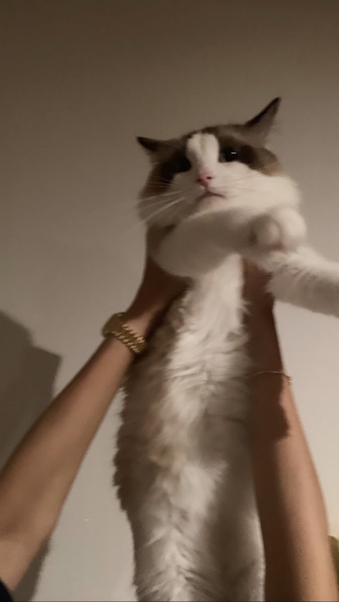 intoblackpivk's tweet photo. PLEASE LEO &amp; LUCA ARE SO CUTE 

#MTVHottest BLACKPINK @ygofficialblink https://t.co/plmYEmUW1F