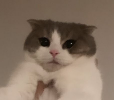 intoblackpivk's tweet photo. PLEASE LEO &amp; LUCA ARE SO CUTE 

#MTVHottest BLACKPINK @ygofficialblink https://t.co/plmYEmUW1F